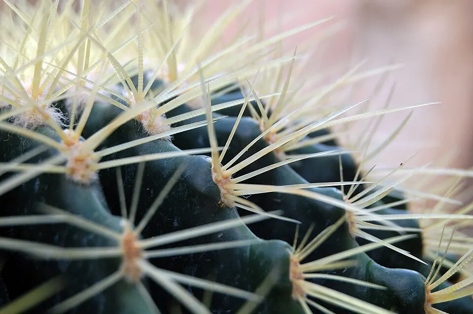 A close-up of a round green cactus covered in clusters of long, sharp pale spines.