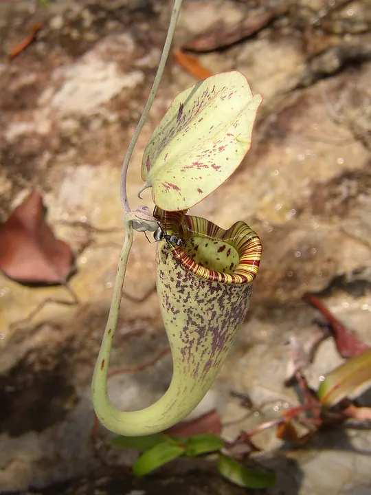 A green and maroon-speckled hanging cup-shaped plant with a striped rim and a small ant on its edge.