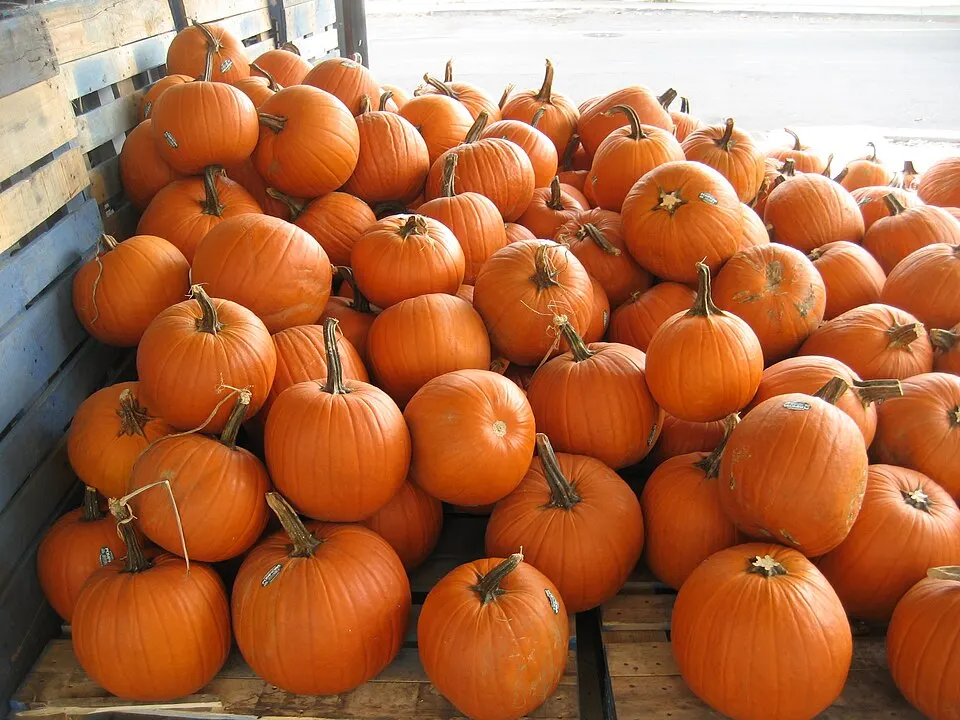 A large pile of round orange pumpkins heaped on wooden crates.
