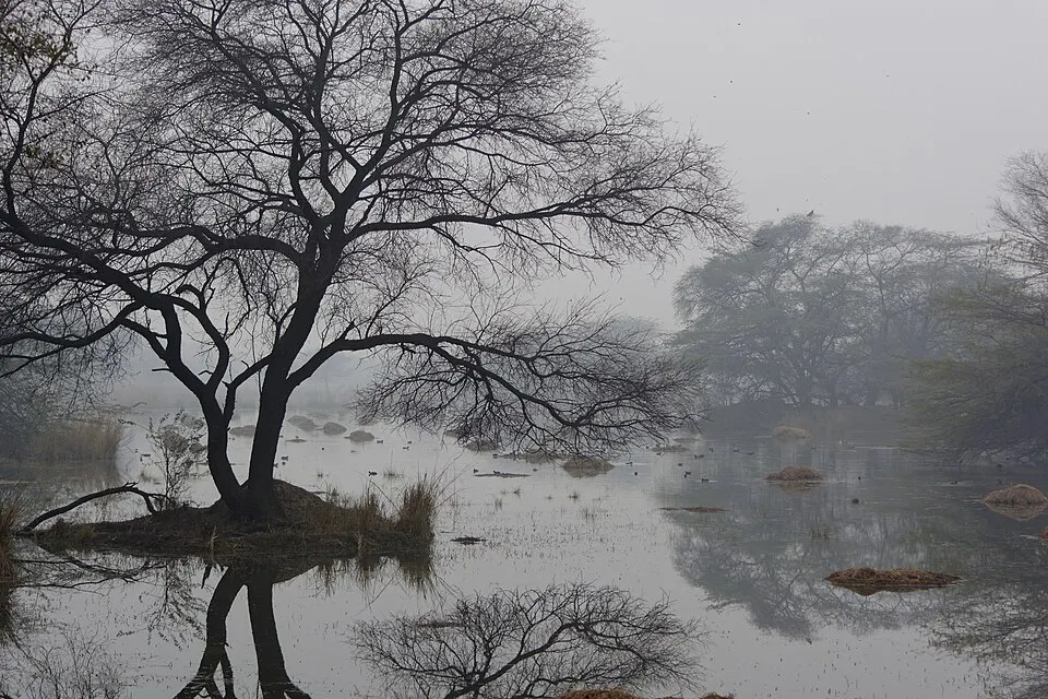 A bare tree stands on a small island in a misty wetland where many birds float on the still water.