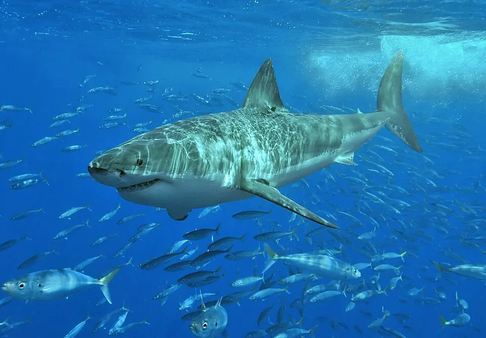 A large great white shark swims through clear blue water above a school of small silver fish.