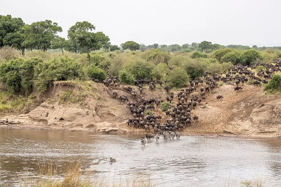 A vast grassy plain with a herd of animals crossing under a wide sky.