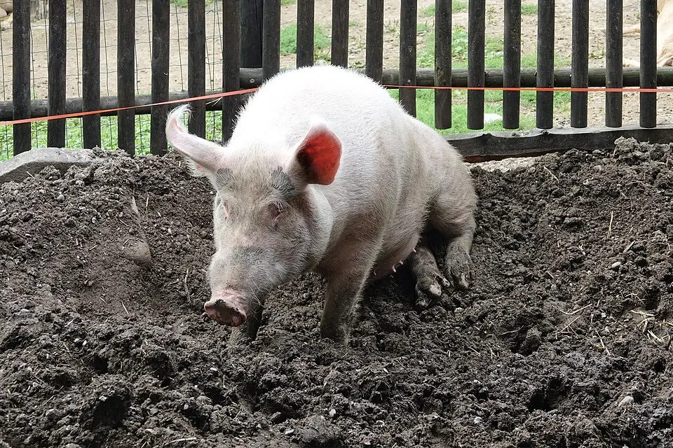 A pale pink pig with a rooting snout standing in churned dark mud behind a wooden fence.