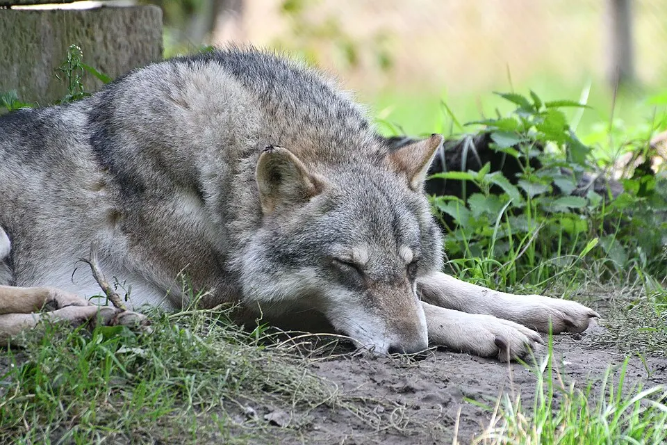 A grey wolf lying on the ground with its head resting on its paws, among green grass.