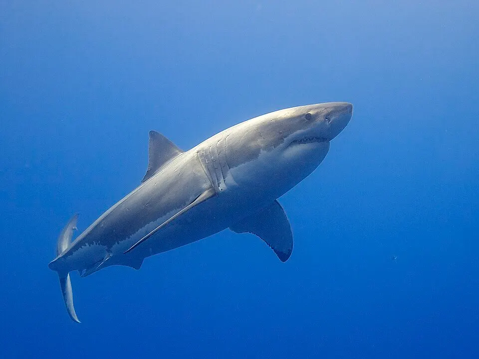 A great white shark swims upward through open blue water.