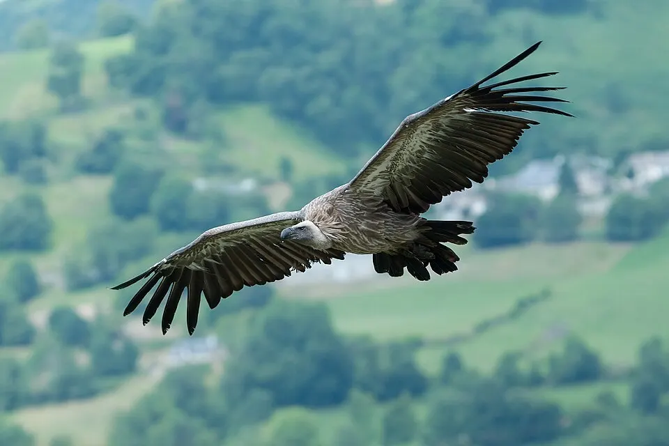 A large vulture with broad dark wings spread wide, gliding above green hills.