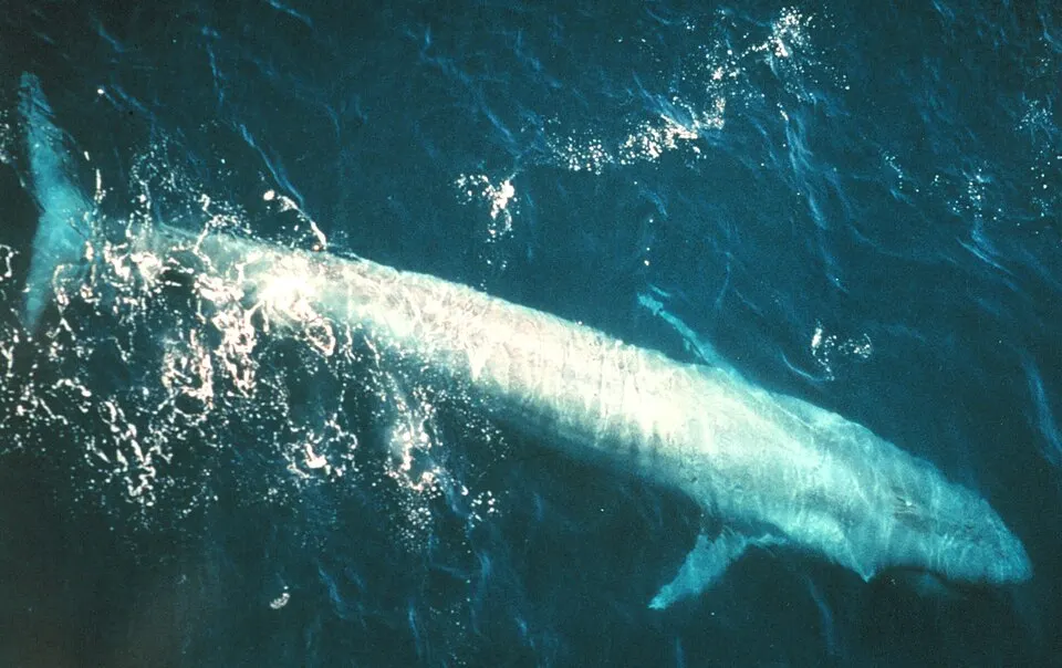 A huge slate-grey whale surfacing in open sea.