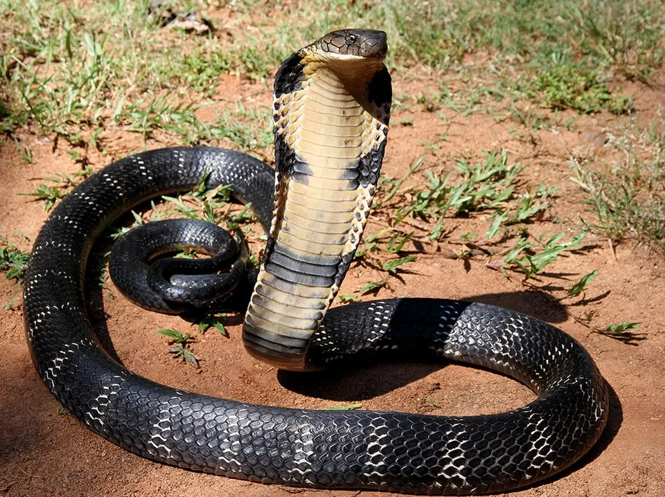 A large snake with its hood flared, raised off the ground.