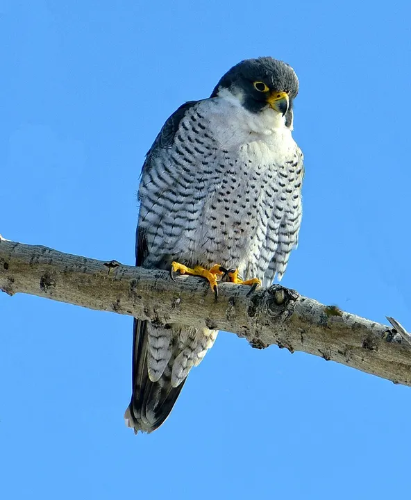 A bird of prey with a barred chest and dark hooded head perched on a rock.