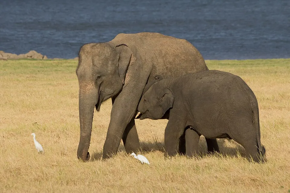 A small elephant calf walking beside an adult.