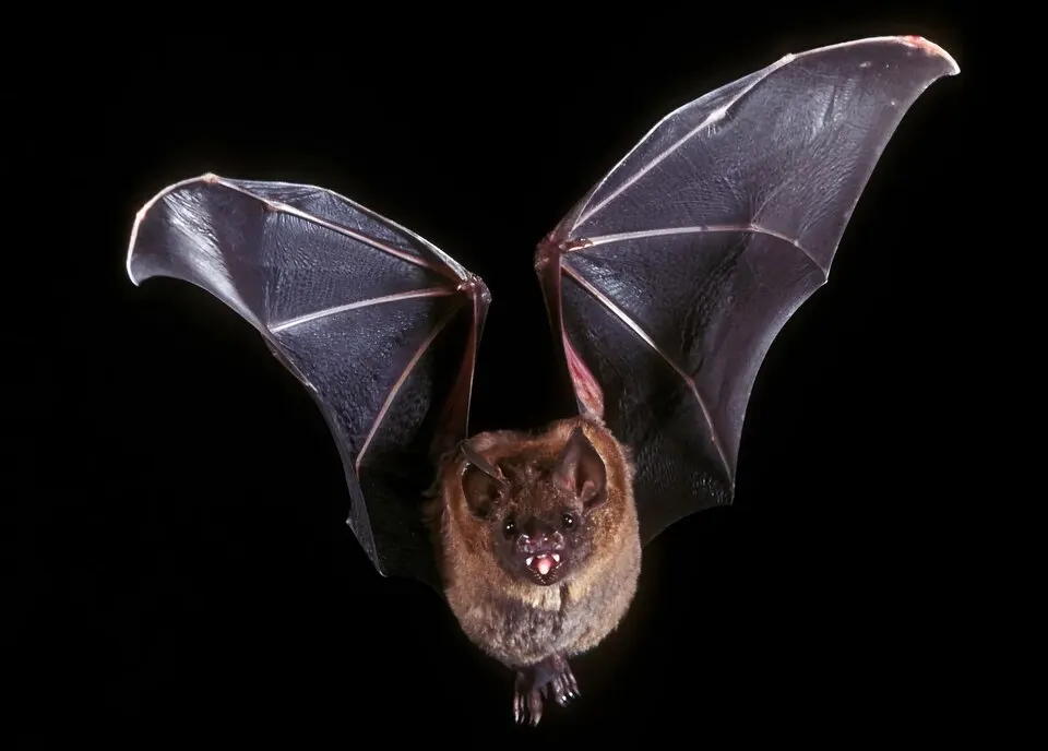 A bat in flight with its wings stretched wide.
