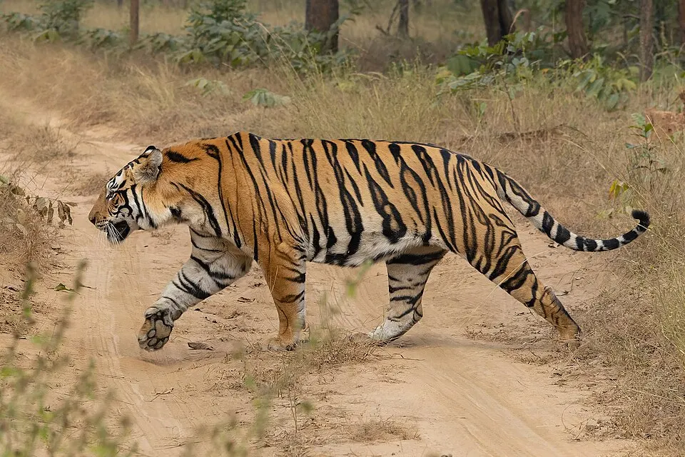 A large orange striped cat crossing a dirt track.