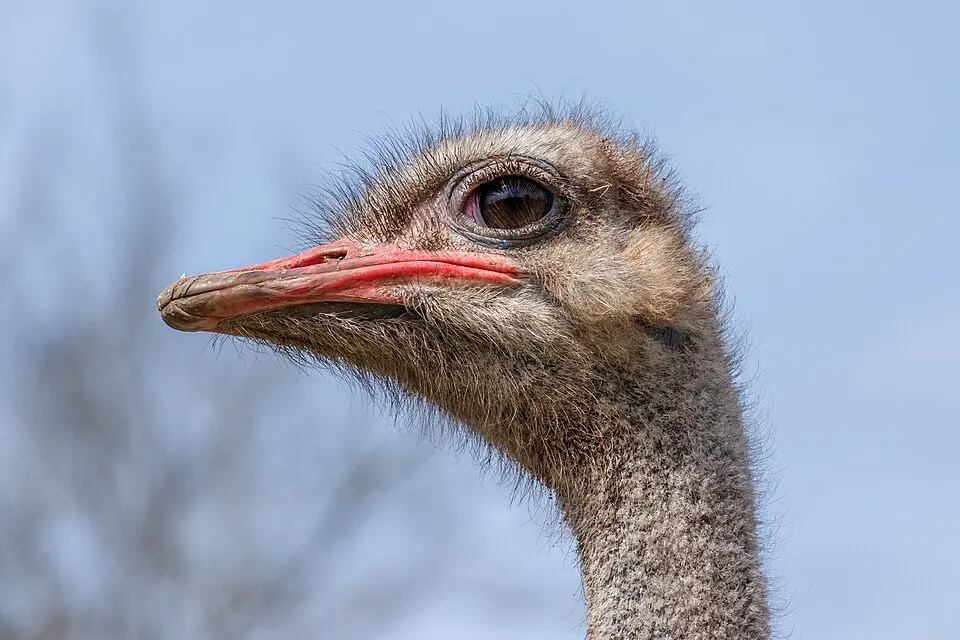 Close-up of a long-necked bird's head with a pink beak.