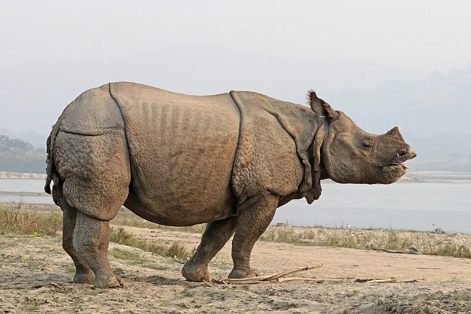 A large armour-plated animal with a single horn standing on a sandy riverbank.