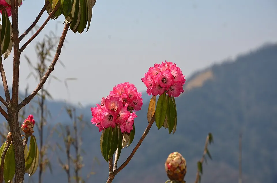 Clusters of pink flowers on a leafy branch, with hazy hills behind.