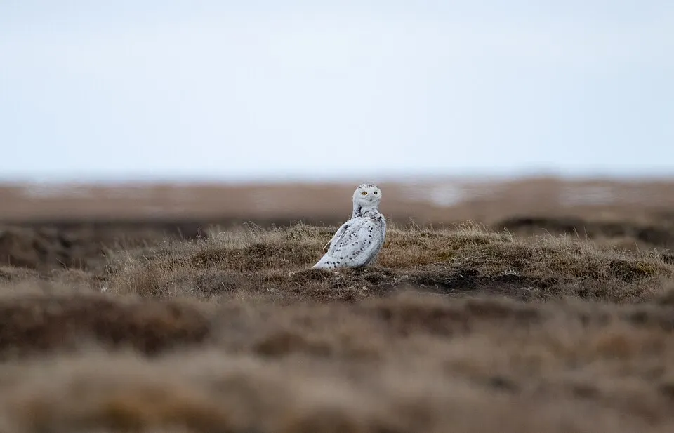 A white owl with dark speckles perched on a mound of tundra grass, looking back toward the camera.