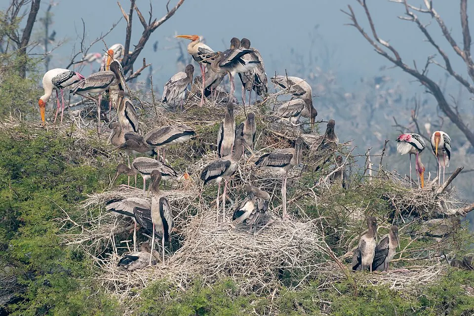 Dozens of large grey, white and pink-faced storks stand on twiggy nests in a tree-covered wetland.
