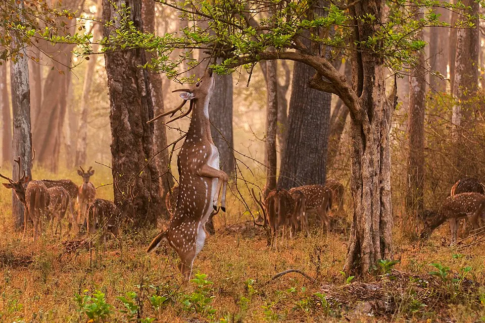A spotted deer standing on its hind legs to browse a tree, with other deer in a misty forest.