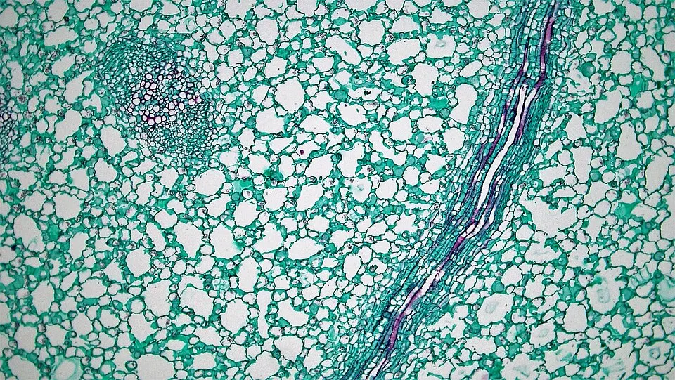 A microscope view of a plant stem section stained green, with a bundle of tubes running across it.