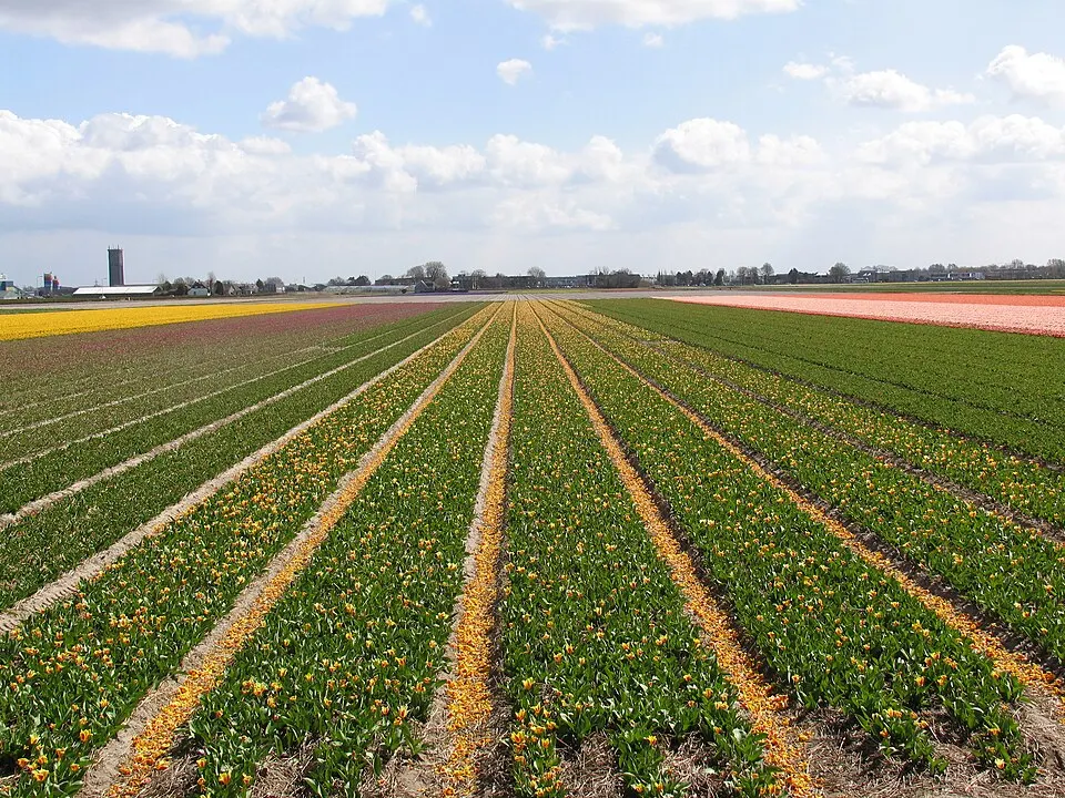 Long straight rows of yellow and red flowers stretching across flat farmland under a blue sky with big clouds.