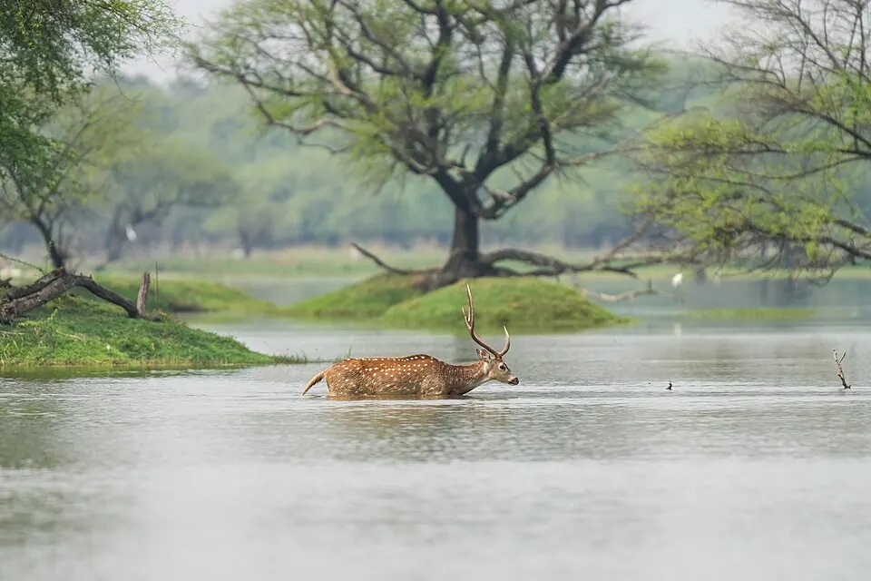 A spotted deer with antlers wading through shallow lake water, with small grassy islands and trees behind.