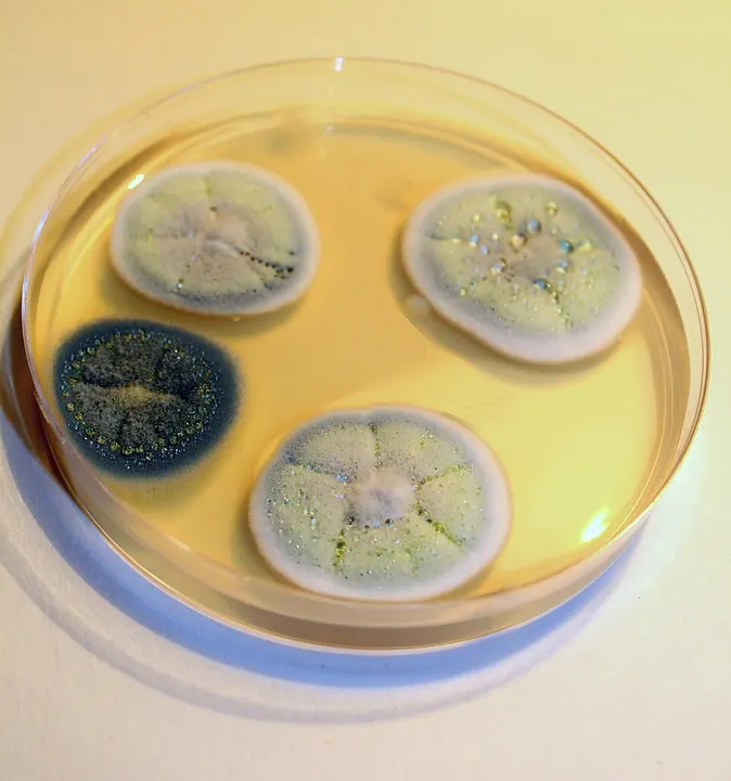 A round dish with a mould colony growing on it.