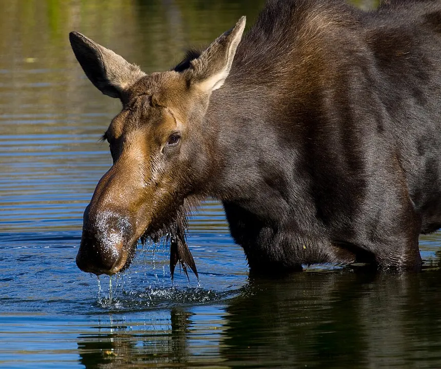 A dark brown moose with long ears standing in water, with droplets falling from its muzzle.