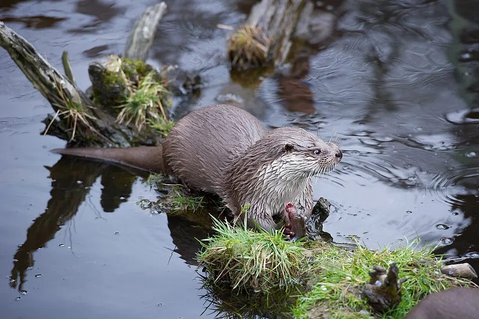 A brown otter with wet fur sitting on a tuft of grass at the edge of a pond.